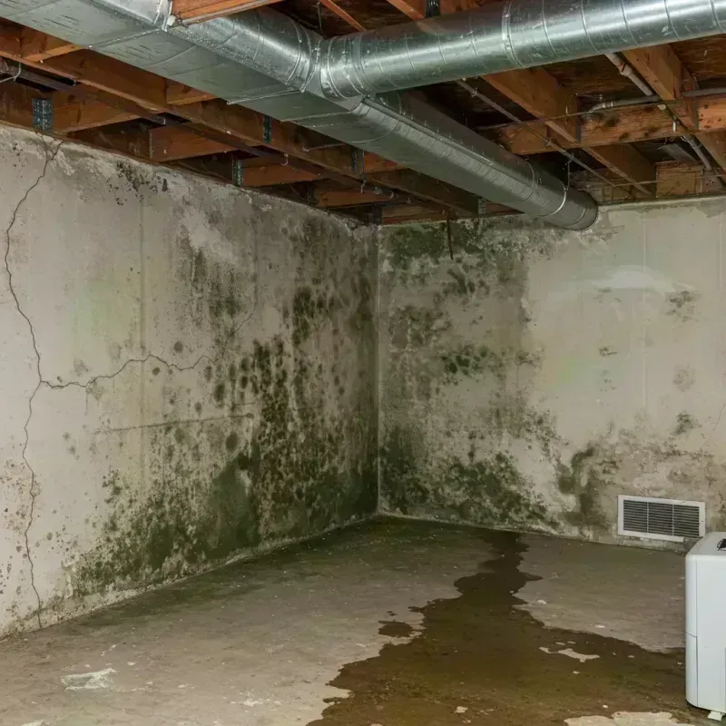 Professional Mold Removal in Athens, IL